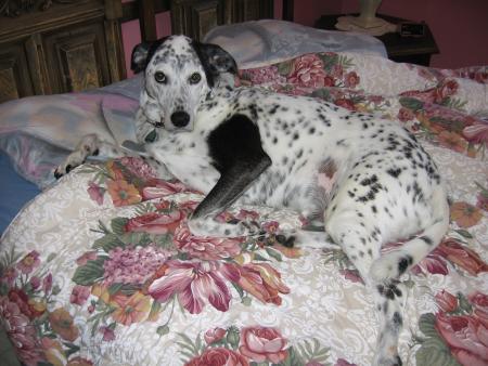 Mon ti pitou MAX
